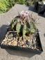 Preview: Stenocactus coptonogonus